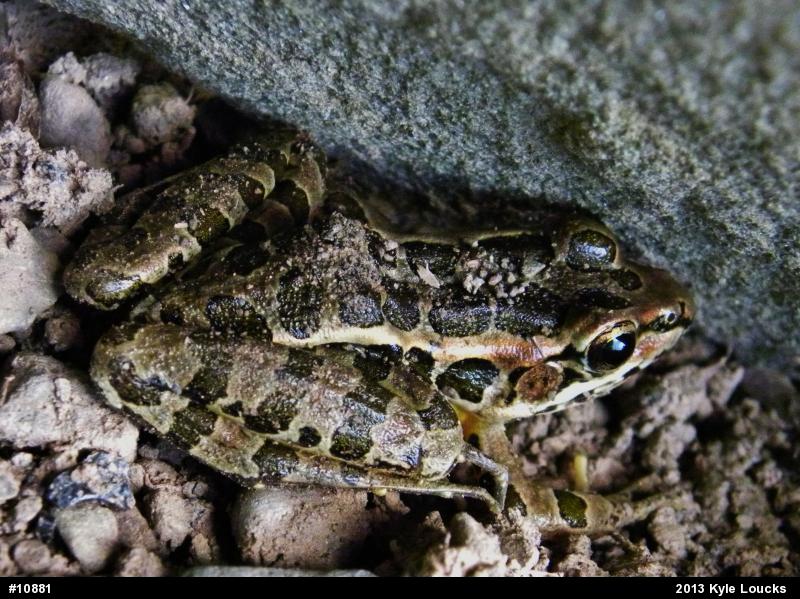 Pickerel Frog