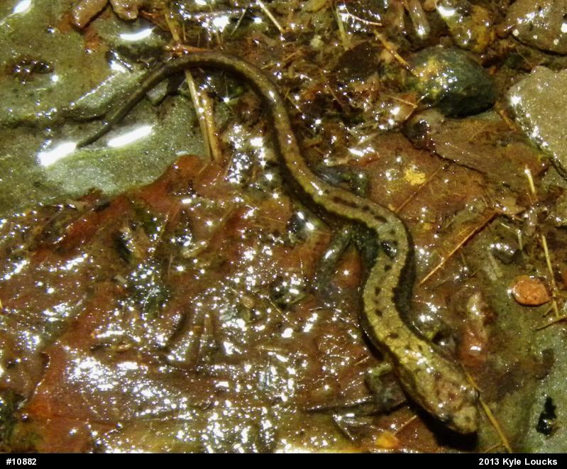 Allegheny Mountain Dusky Salamander