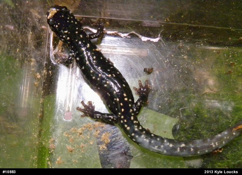 Northern Slimy Salamander