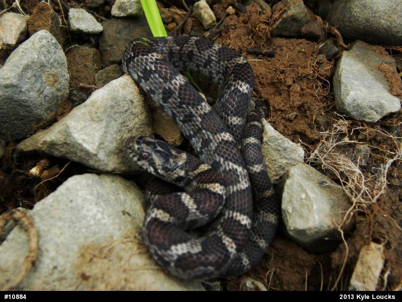 Eastern Milksnake