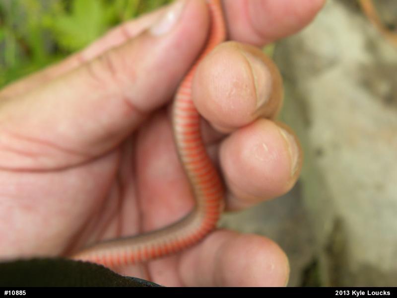 Red-bellied Snake