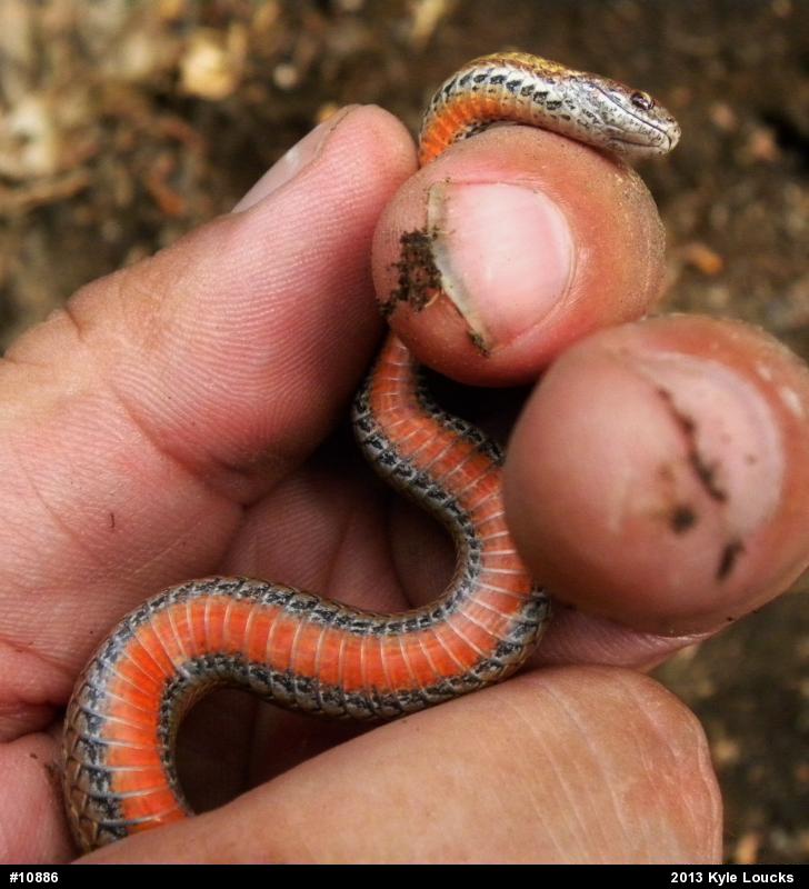 Red-bellied Snake