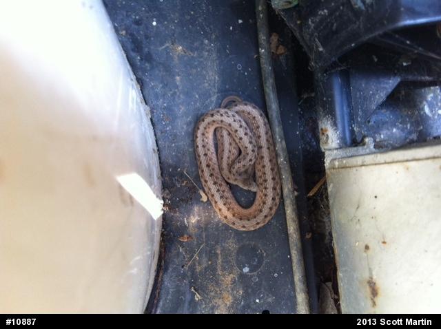 Dekay's Brownsnake