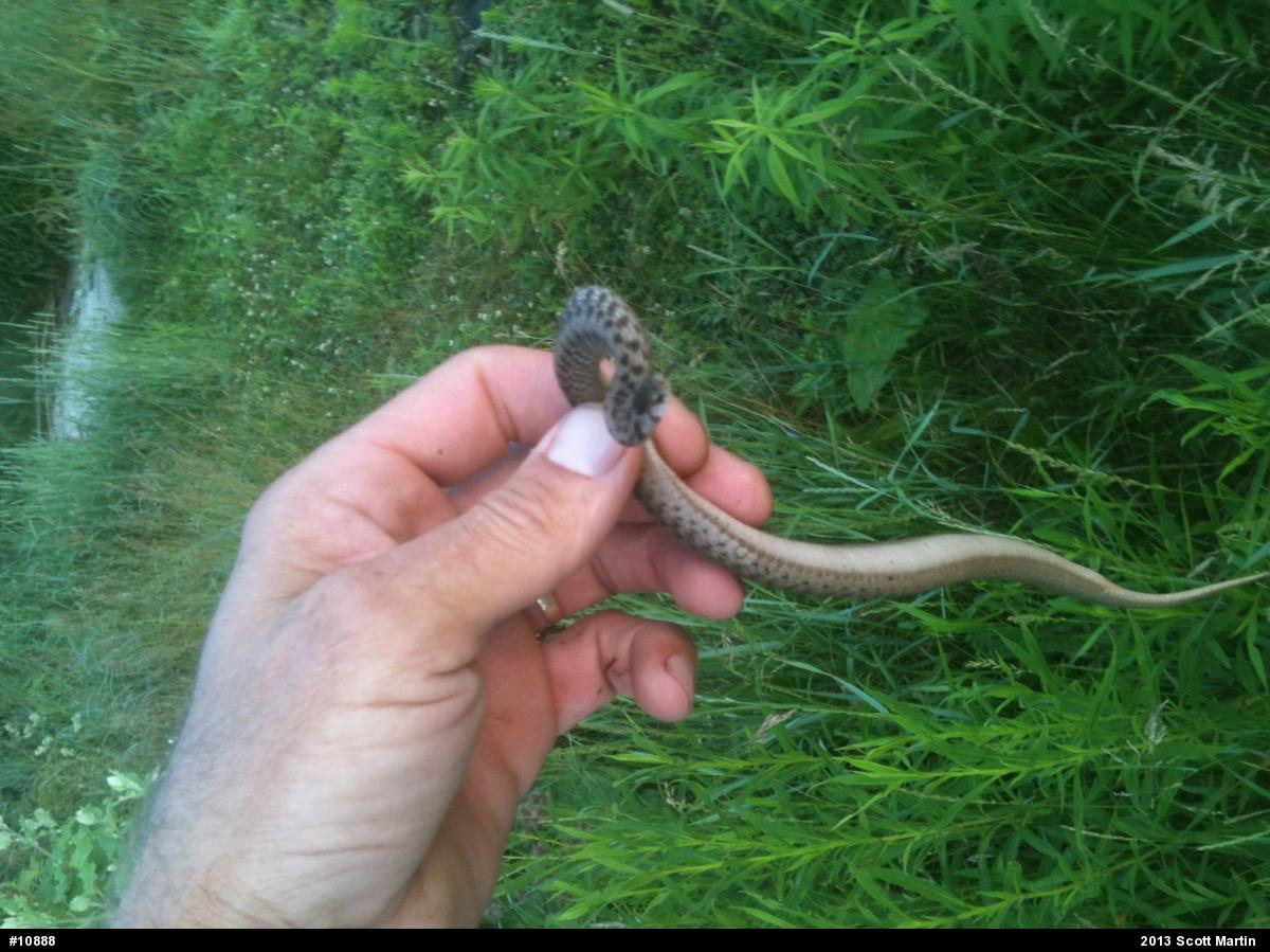 Dekay's Brownsnake