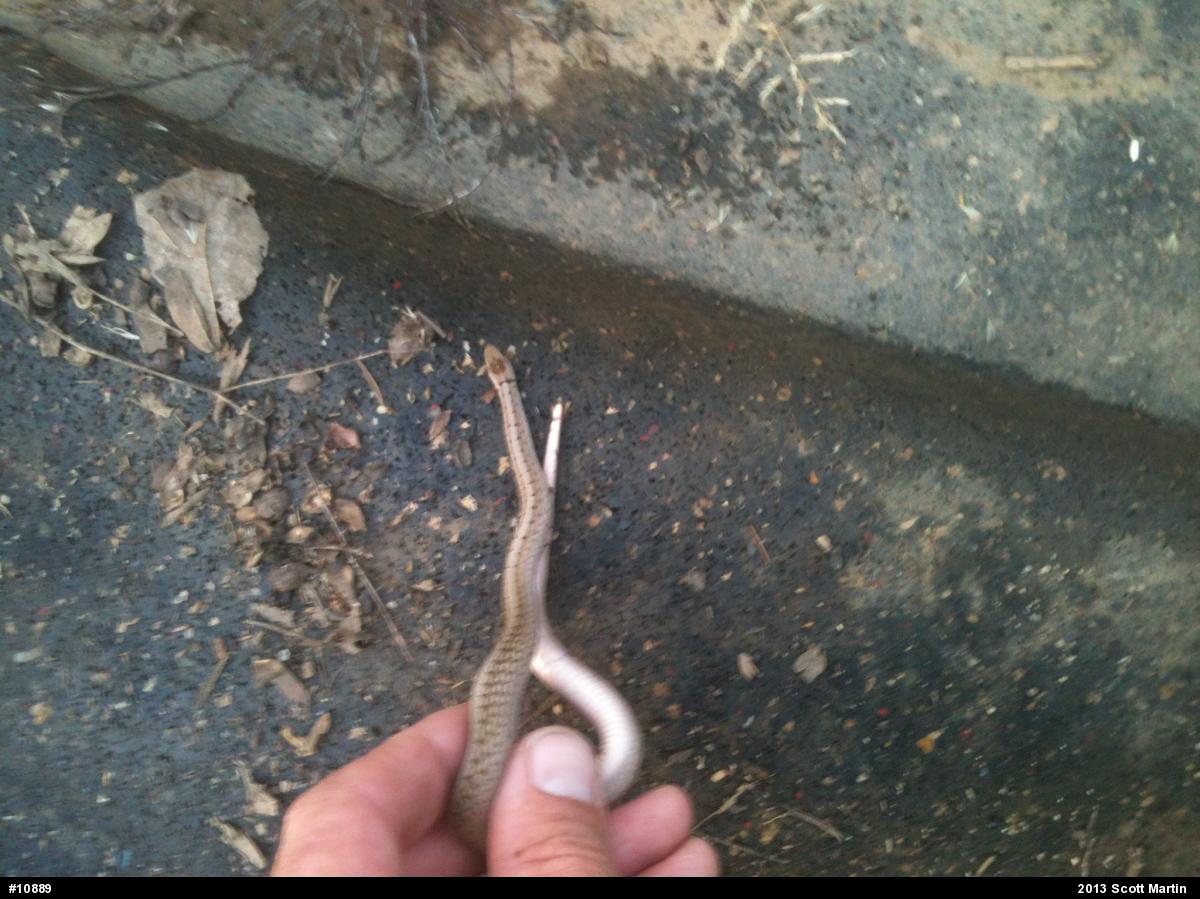 Dekay's Brownsnake