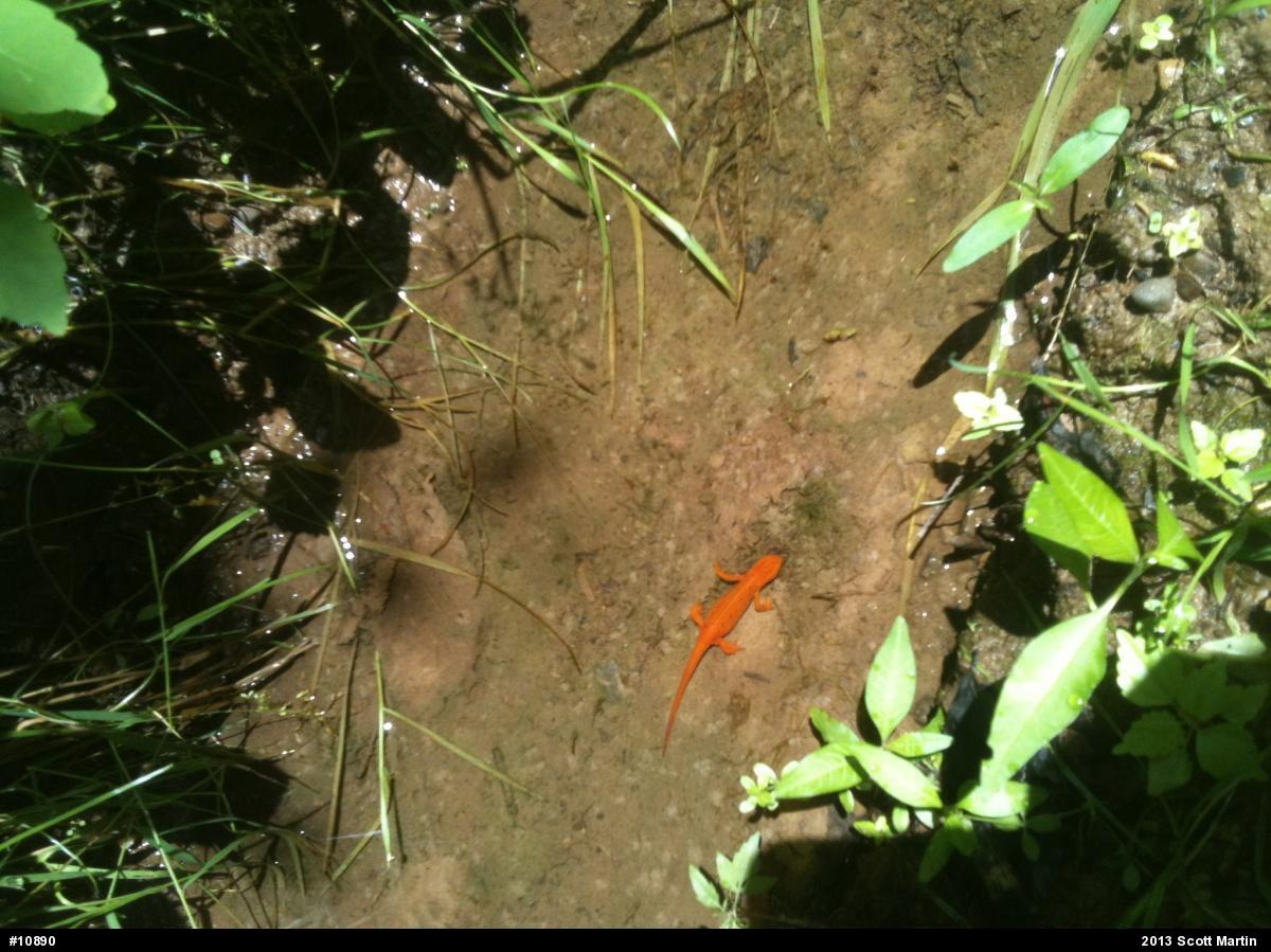 Red-spotted Newt