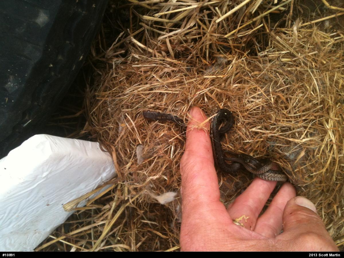 Eastern Gartersnake