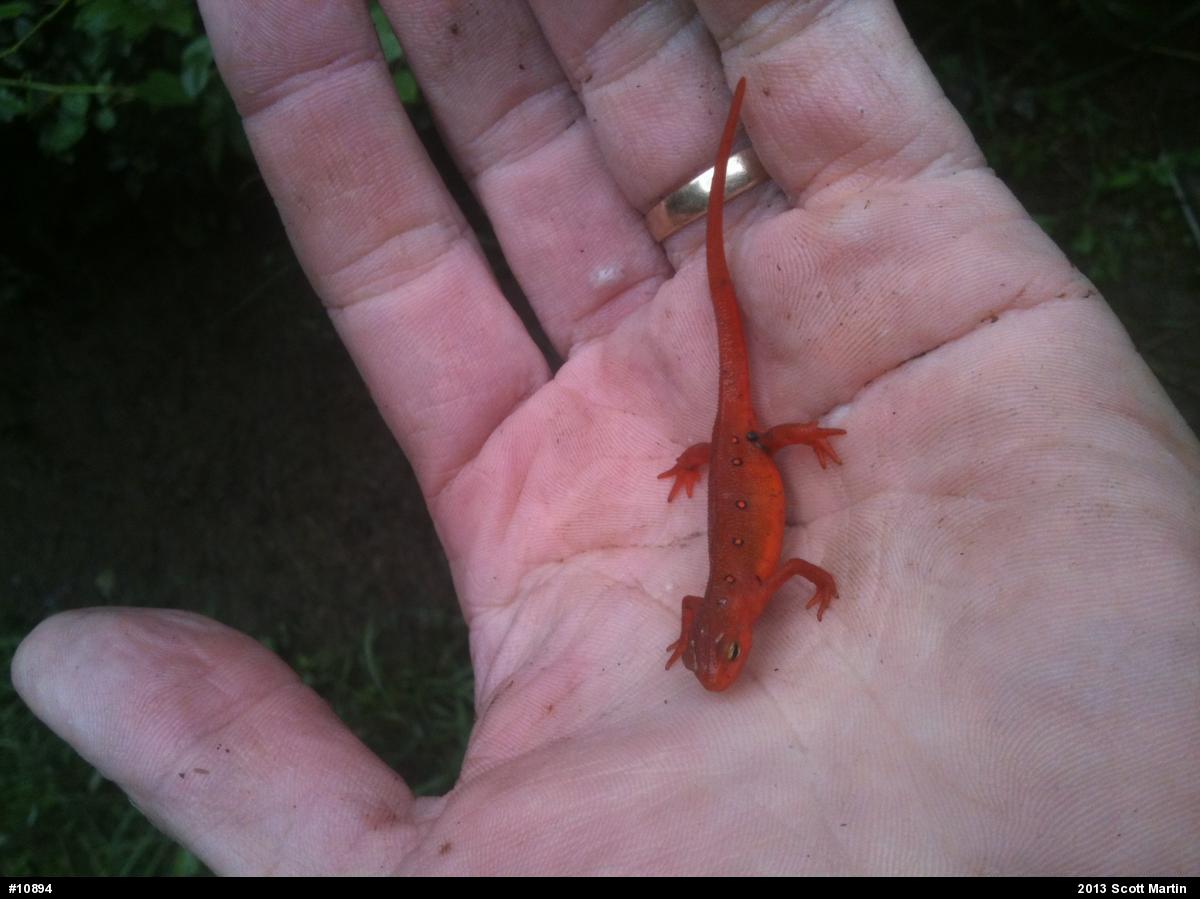 Red-spotted Newt