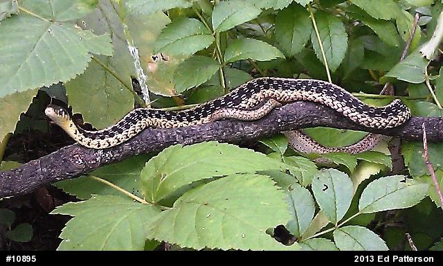 Eastern Gartersnake