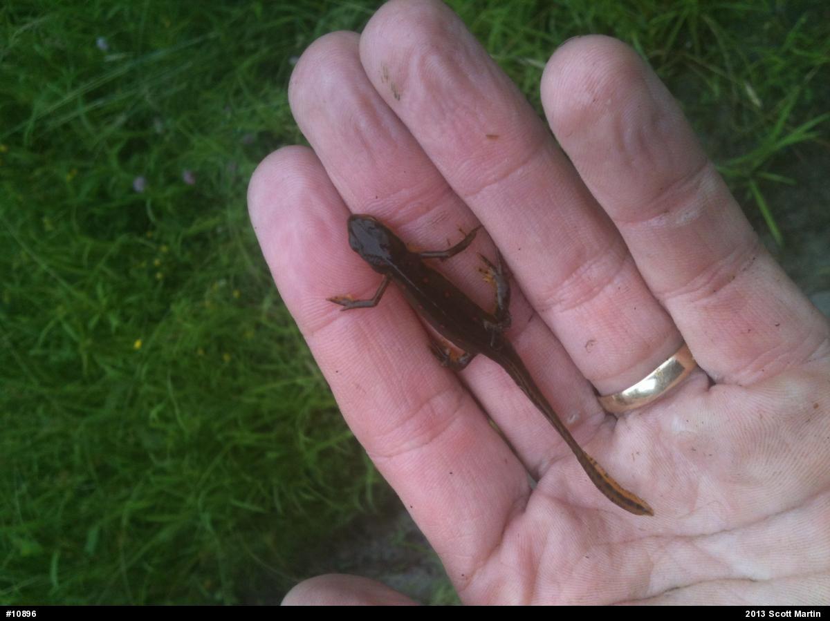 Red-spotted Newt