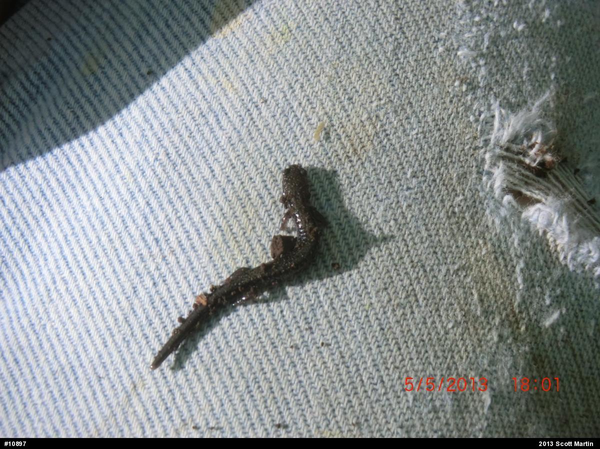 Eastern Red-backed  Salamander