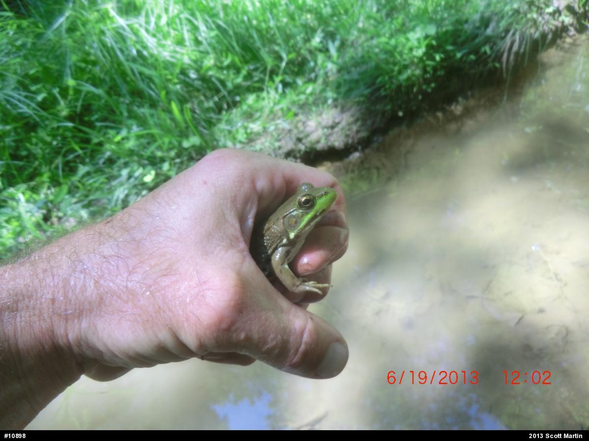 Green Frog