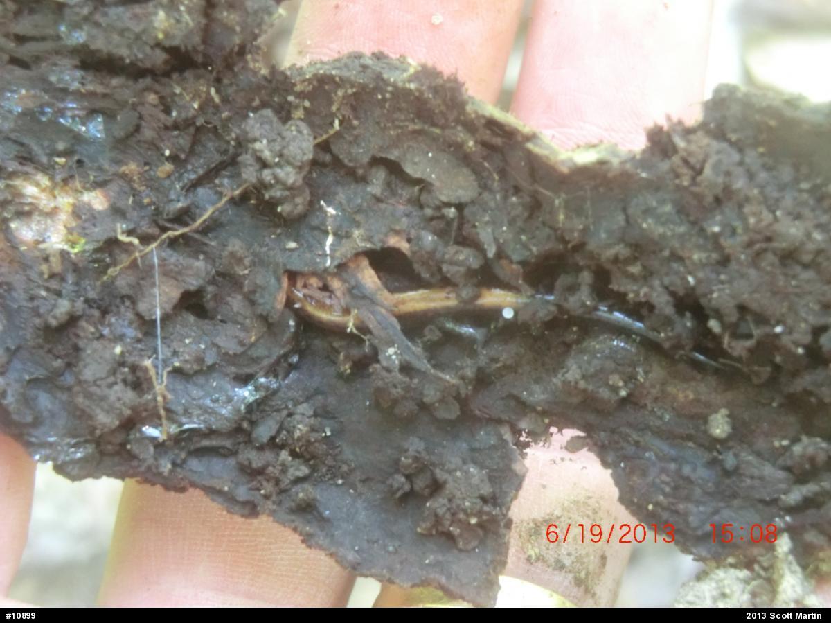 Eastern Red-backed  Salamander