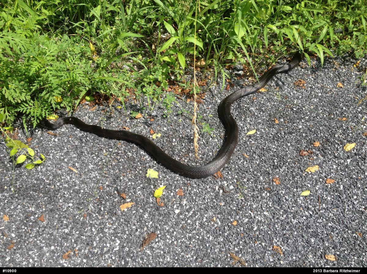 Eastern Ratsnake