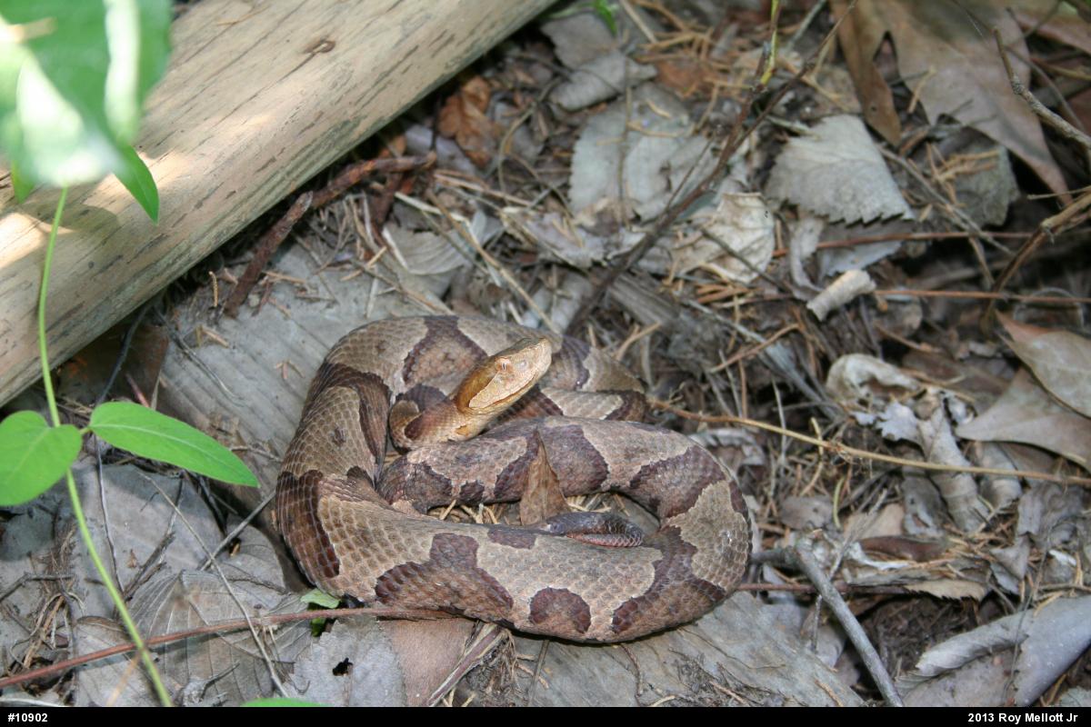 Northern Copperhead