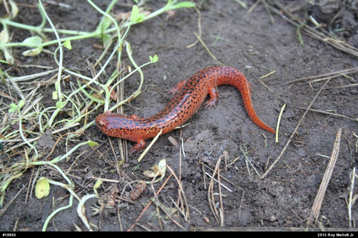 Northern Red Salamander
