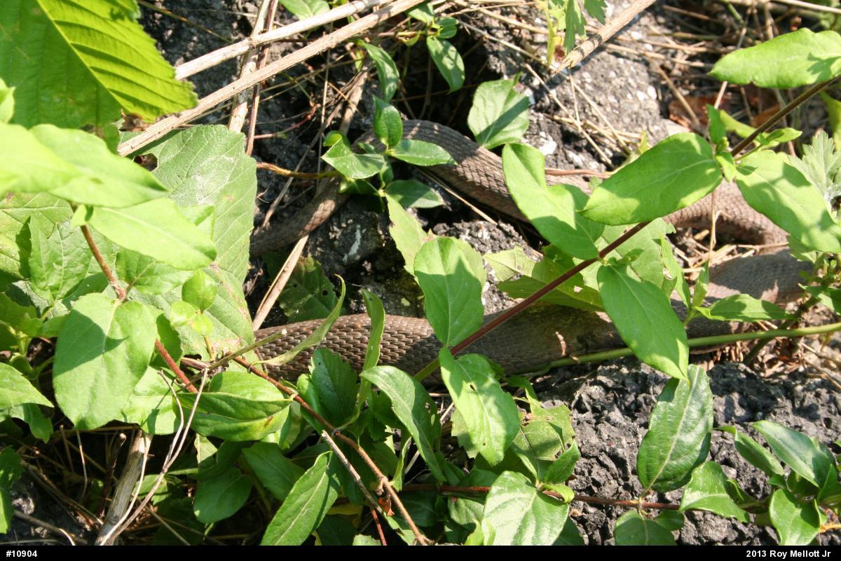 Northern Watersnake