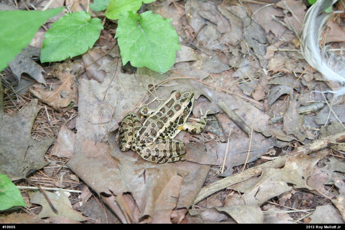 Pickerel Frog