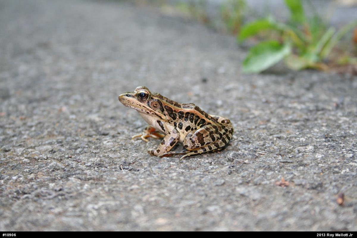 Pickerel Frog