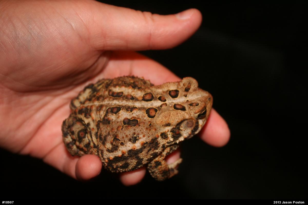 Eastern American Toad