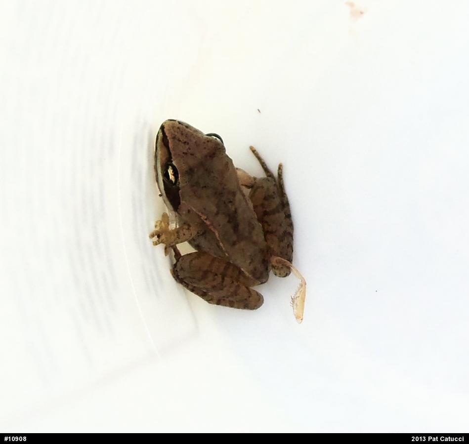 Wood Frog