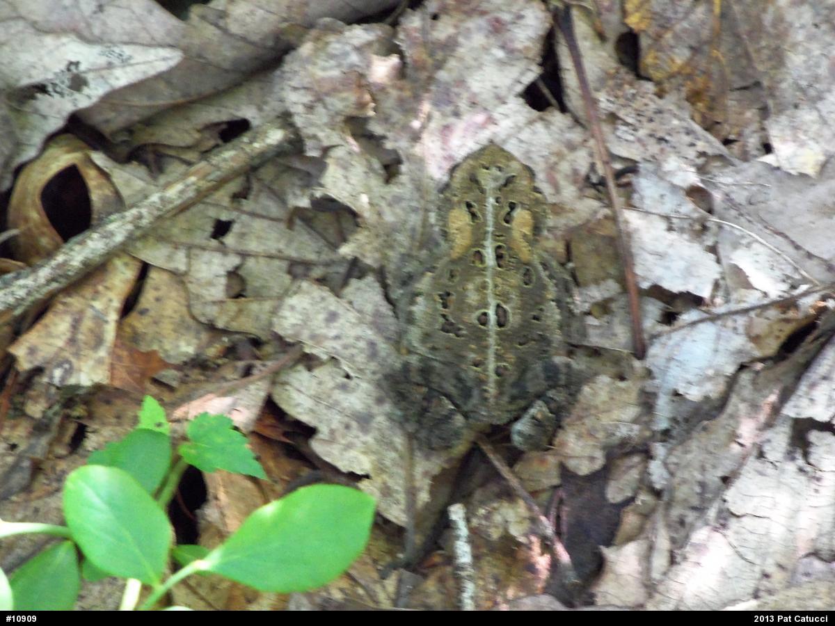Eastern American Toad
