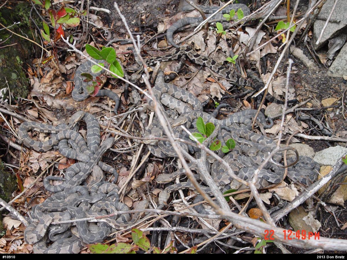 Timber Rattlesnake