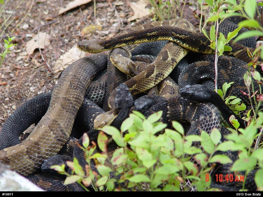 Timber Rattlesnake