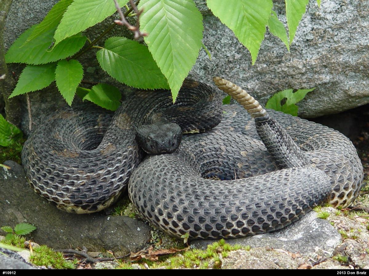 Timber Rattlesnake
