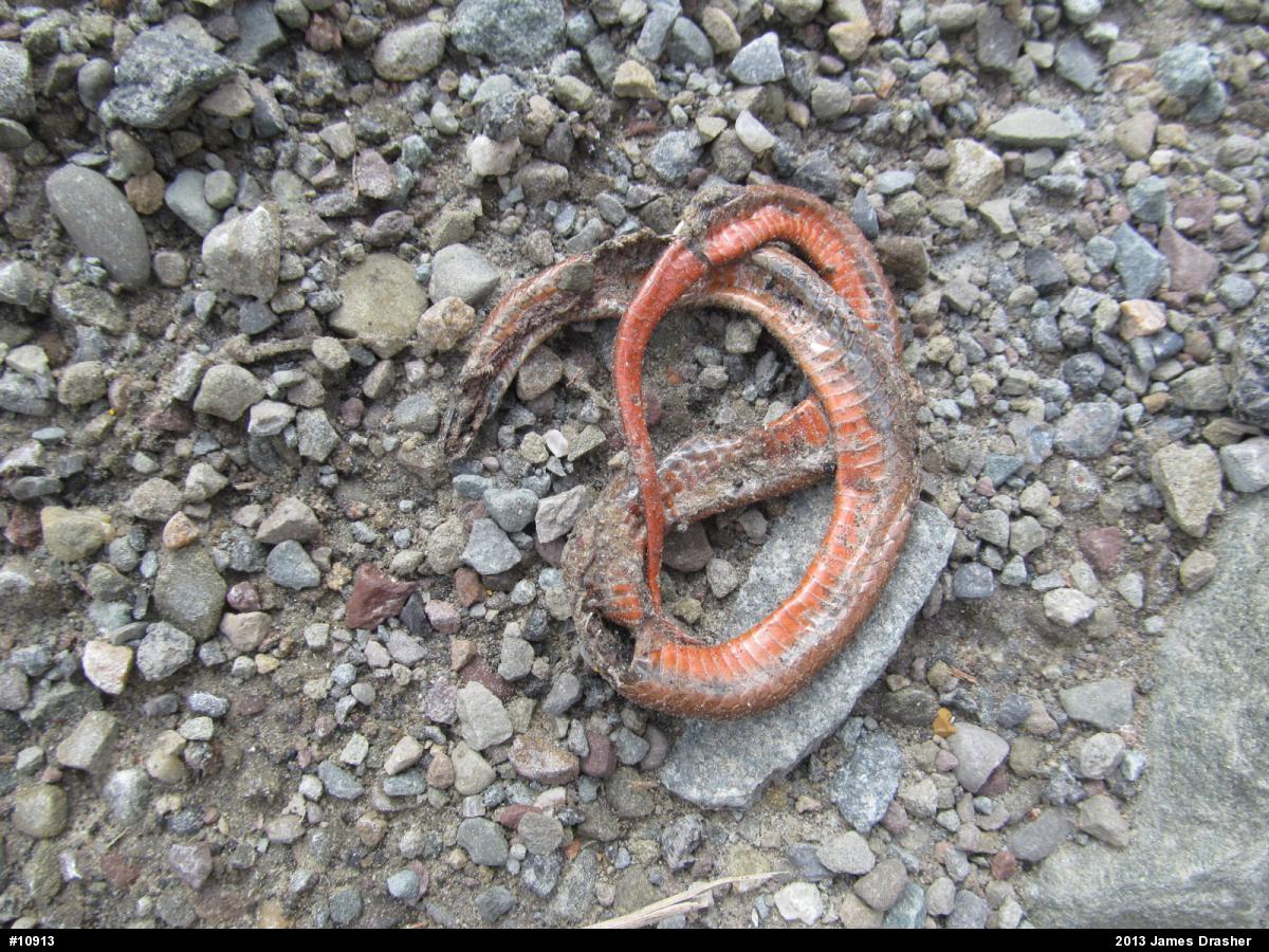 Red-bellied Snake