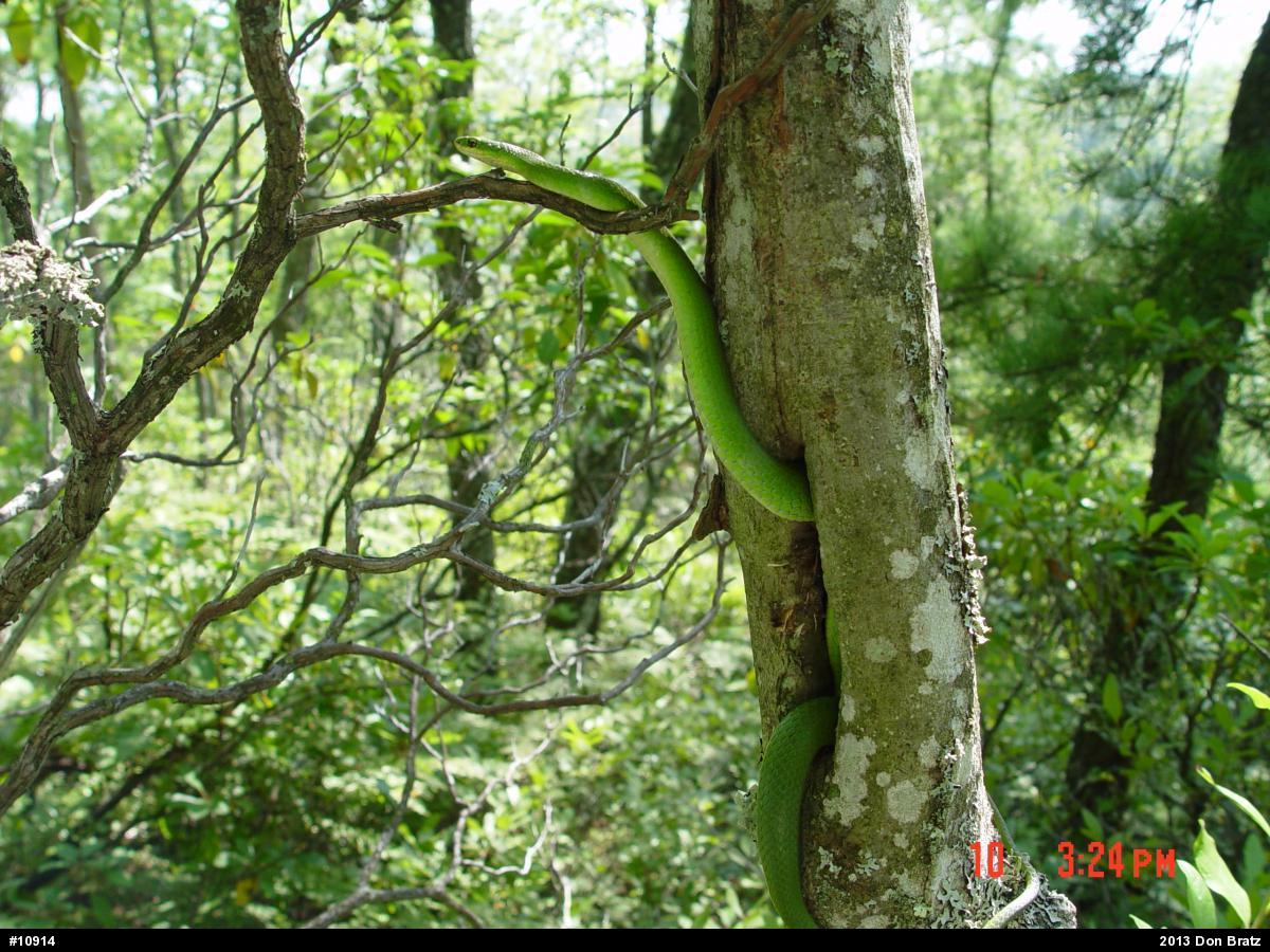 Smooth Greensnake