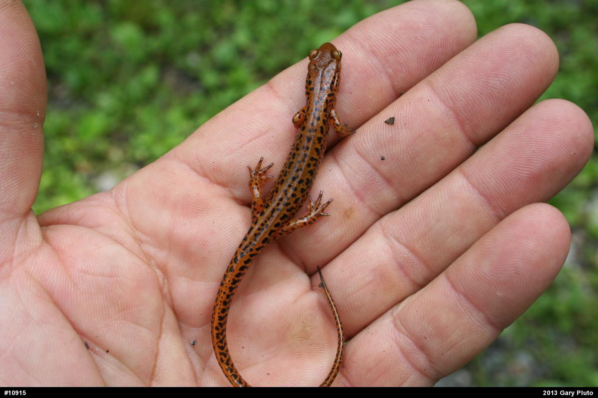 Eastern Long-tailed Salamander