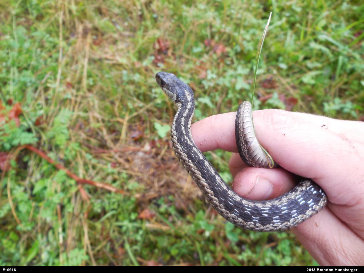 Eastern Gartersnake