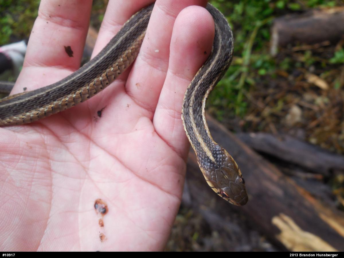 Eastern Gartersnake
