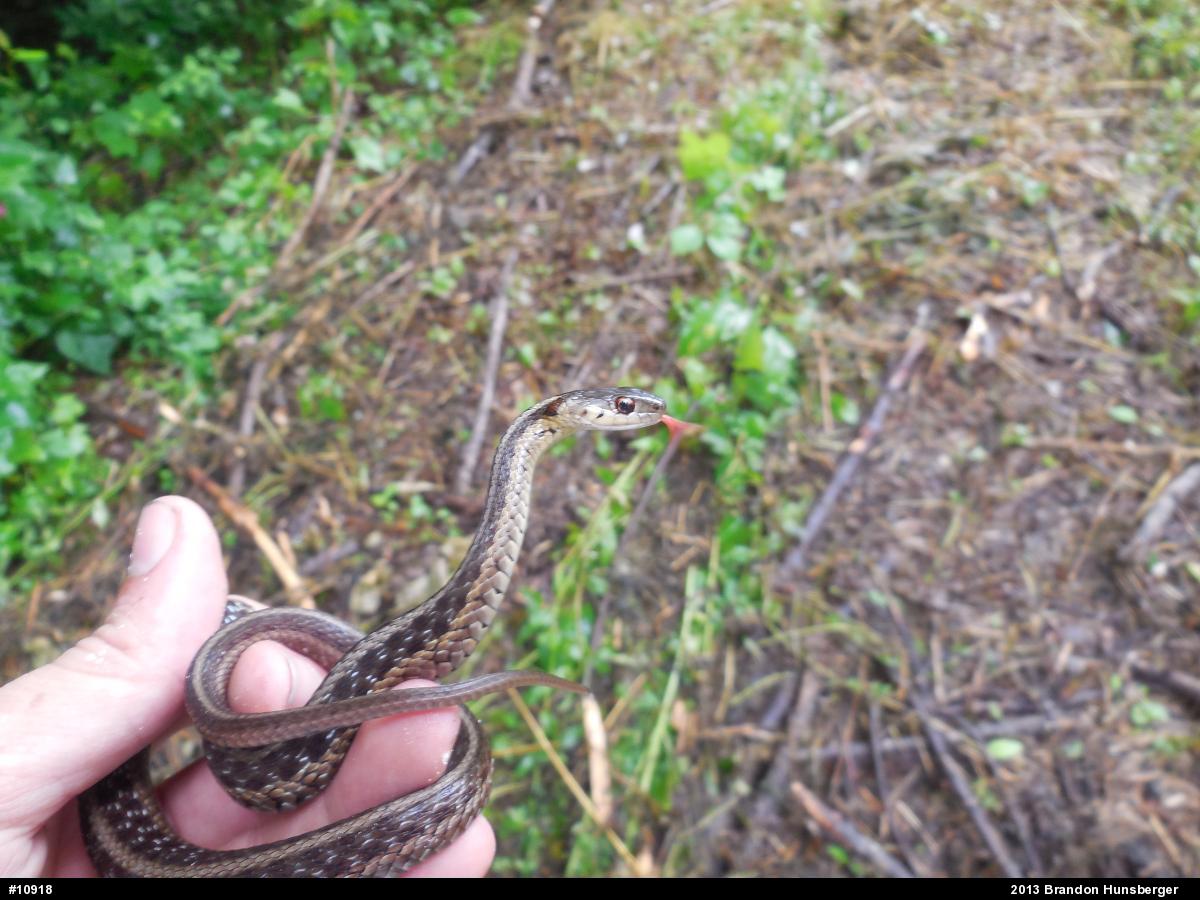 Eastern Gartersnake