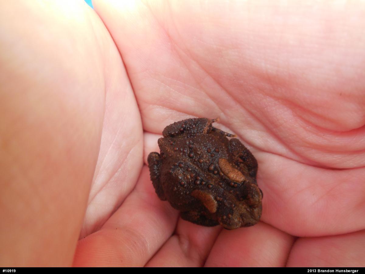 Eastern American Toad