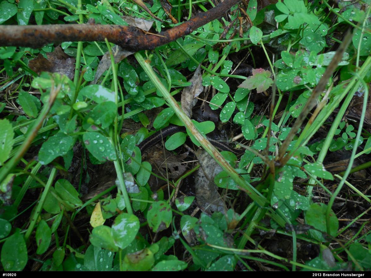 Eastern Gartersnake