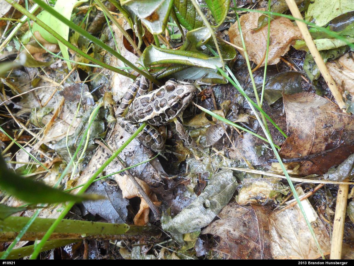 Pickerel Frog