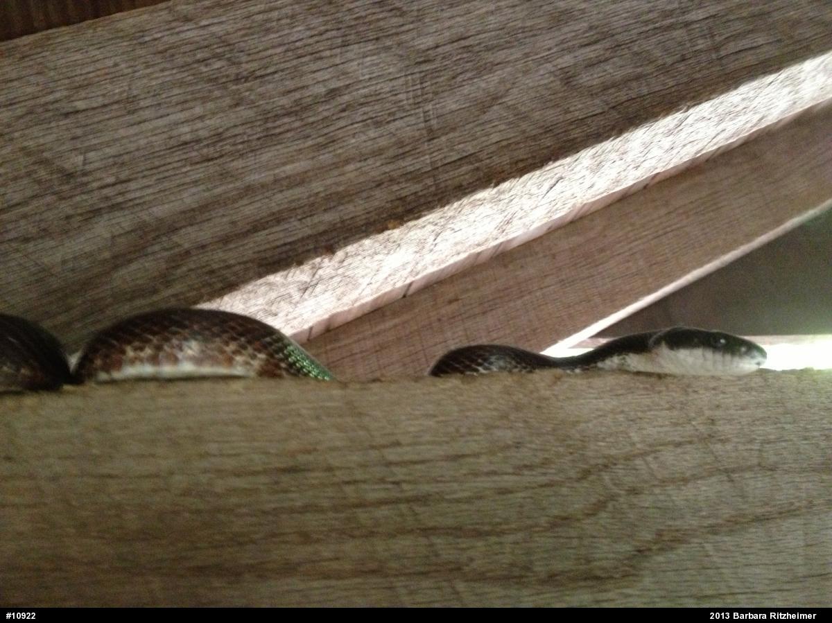 Eastern Ratsnake