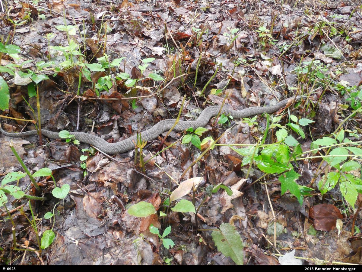 Northern Watersnake