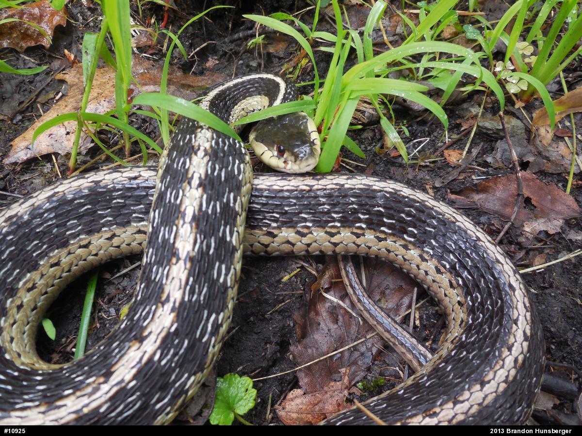 Eastern Gartersnake