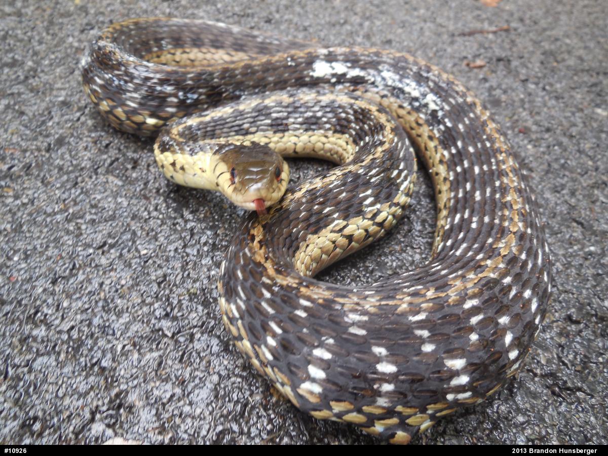 Eastern Gartersnake