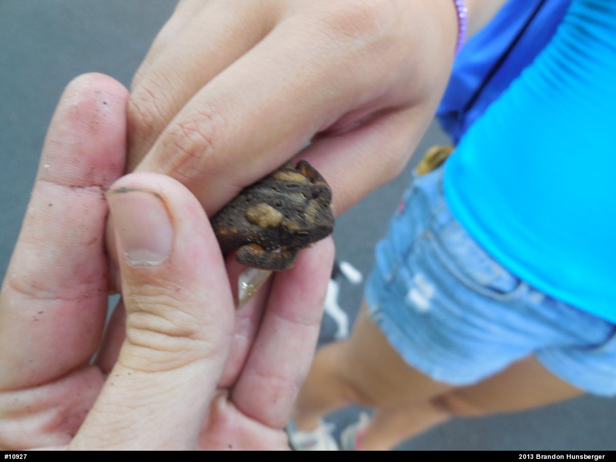 Eastern American Toad