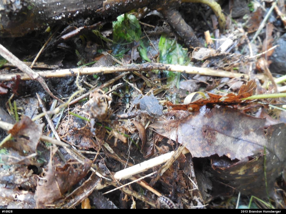 Eastern American Toad