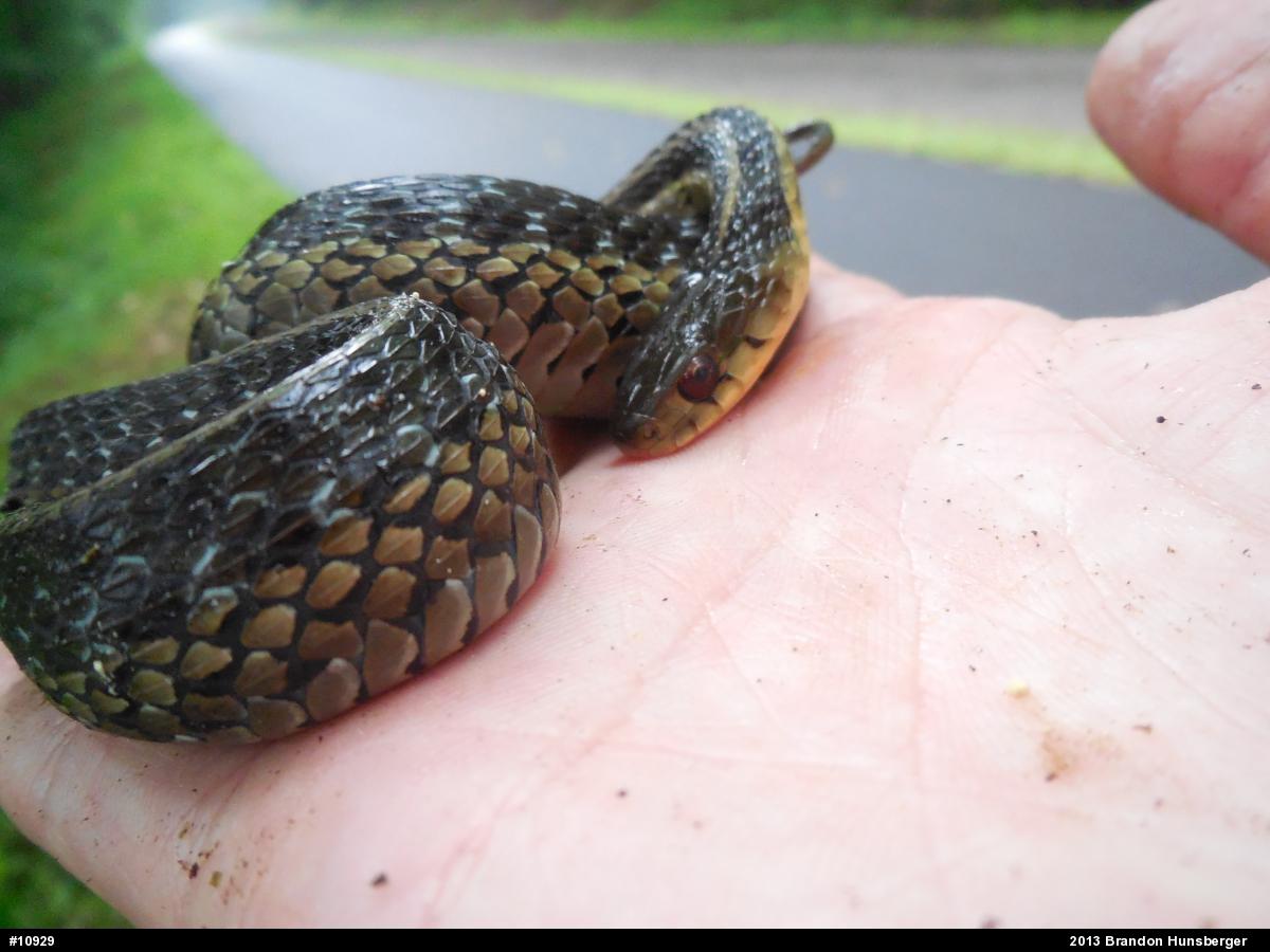 Eastern Gartersnake