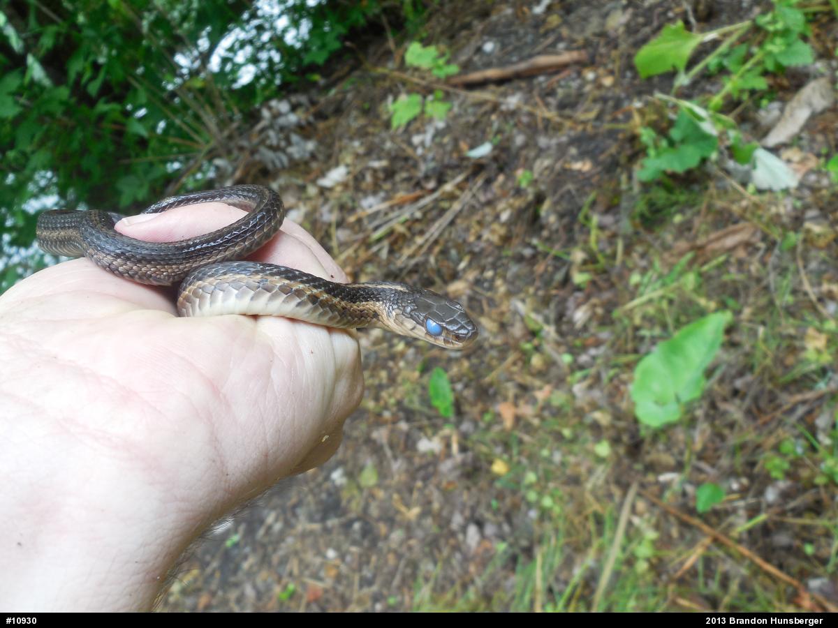 Eastern Gartersnake