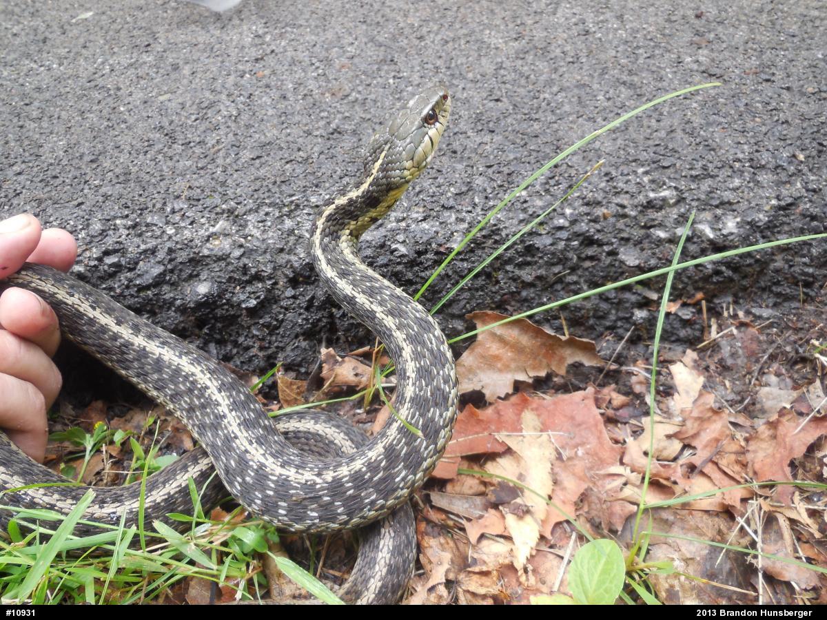Eastern Gartersnake