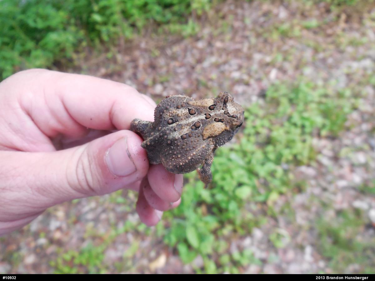 Eastern American Toad