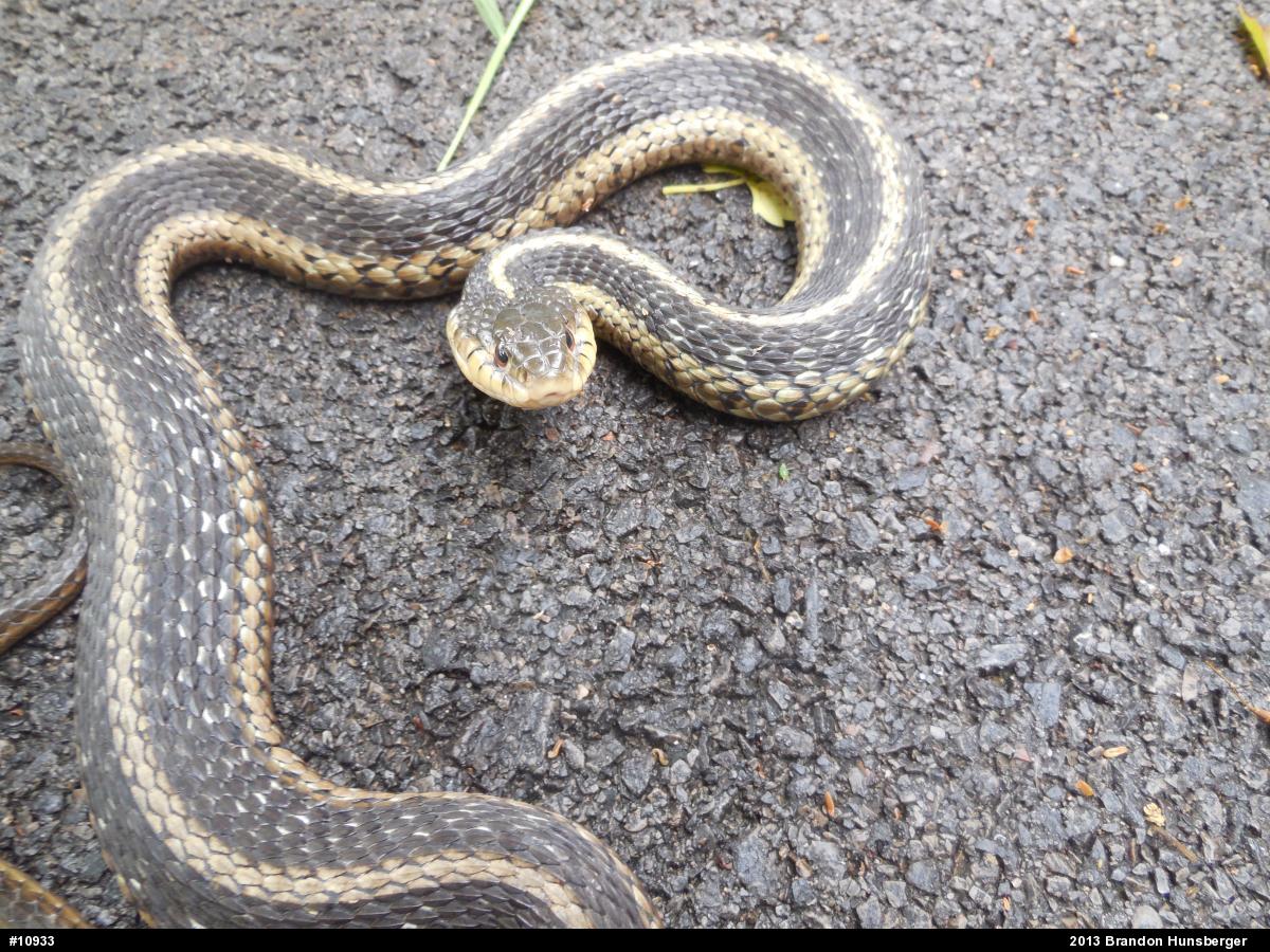 Eastern Gartersnake