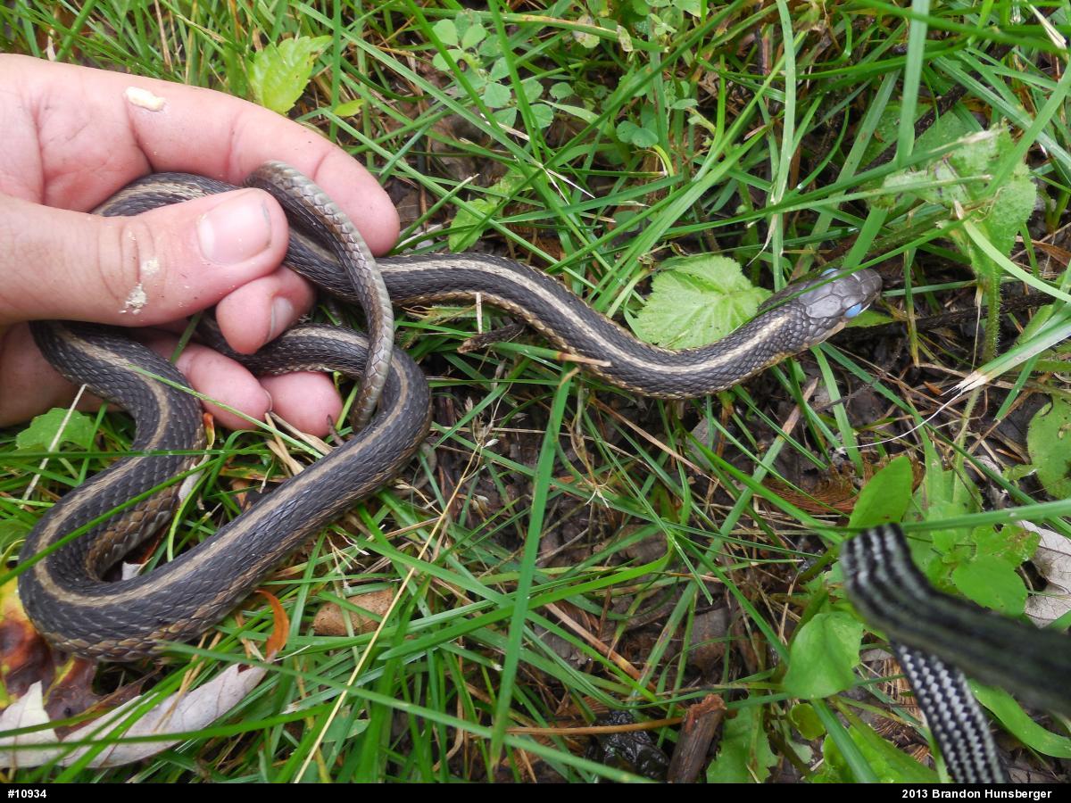 Eastern Gartersnake